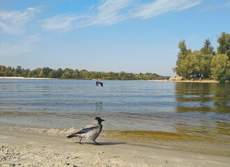 Crow on the beach