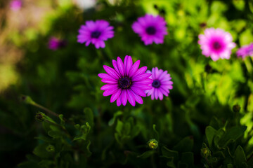 fantastic young and spring pink flowers with perfectly smooth petals