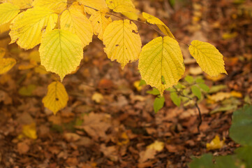 Branch with golden autumn leaves in a wild forest
