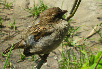 a sparrow