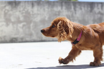 english cocker spaniel