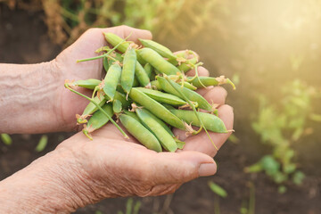 Farmer with fresh ripe green peas in garden, closeup