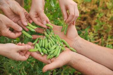 People with fresh ripe green peas in garden