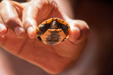 hand holding a baby turtle.