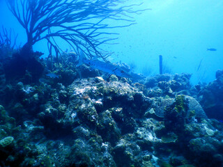 Fototapeta na wymiar diving curacao fish underwater wrack