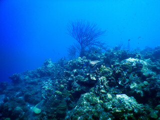 Fototapeta na wymiar diving curacao fish underwater wrack