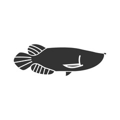 arowana fish