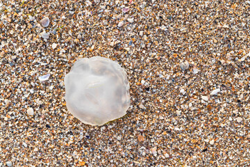 Dead transparent jellyfish lies in the sand after a storm . Rhizostoma pulmo. Sea creature. Marine animal. Natural background. Top view.