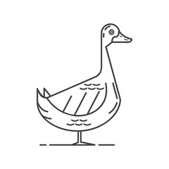 duck
