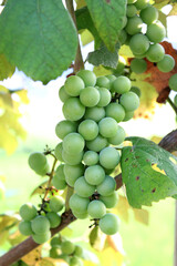 Fresh grapes that have not yet ripened.