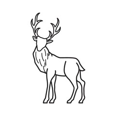 reindeer