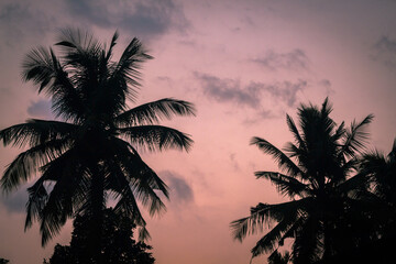 Fototapeta na wymiar silhouette of palm trees at sunset against a pinkish sky.