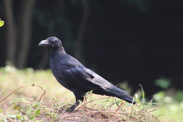 Fototapeta premium Indian Jungle crow on the ground