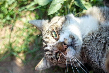 Naklejka na ściany i meble muzzle of a cat with green eyes, which lies on the grass
