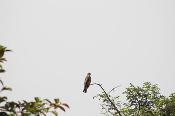 Black kite sitting on the branch