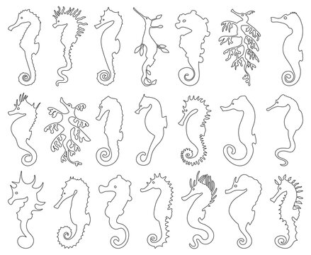 Sea horse isolated outline set icon. Vector outline set icon seahorse. Vector illustration sea horse on white background .