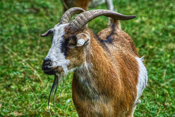 Ziege, Bock