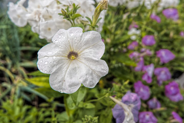 flowers in the garden