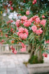 Close-up of bright pink oleander flowers against a backdrop of wood and a courtyard with tiles.