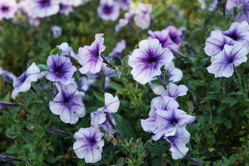 Beautiful violet ipomoea flowers outdoor in park
