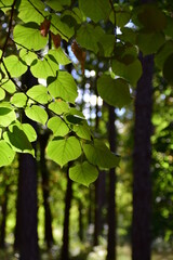 green leaves in the forest