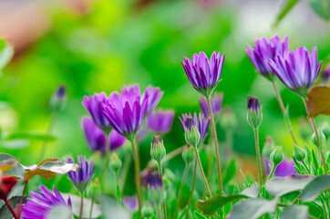 Beautiful blooming purple flowers in the garden