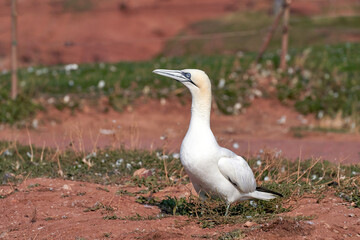 Wild bird in the wild Morus bassanus, Northern Gannet on the island of Helgoland on the North Sea in Germany