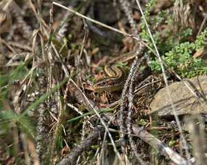 Common lizard , viviparous lizard on the forest floor..