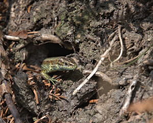 Common lizard , viviparous lizard on the forest floor..