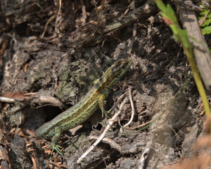 Common lizard , viviparous lizard on the forest floor..