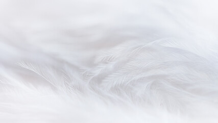 Soft white feather texture background. Selective focus