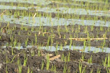 Cultivo del arroz orgánico, trabajo manual