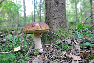 White mushroom in the forest. Mushroom season.