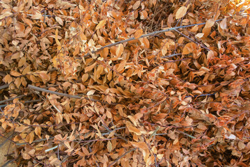background of dry laurel orange autumn leaves