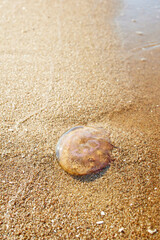 jellyfish in the sea sand