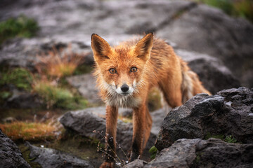 Red Fox - Vulpes vulpes, close-up portrait.