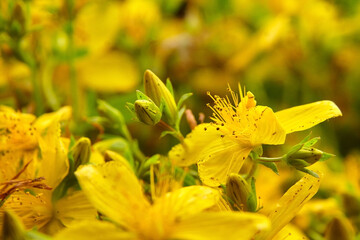 Hypericum perforatum or St Johns wort flowers in the meadow. - obrazy, fototapety, plakaty