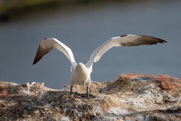 Northern gannet with spreadout wings landing near his mate in a breeding colony at cliffs of Helgoland island, Germany