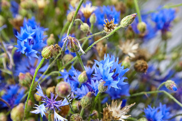 Fresh blue wild cornflower flowers