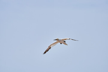 A single white and yellow gannets flies through the blue sky. The Northern Gannet has a wide wing span, a long neck and beak