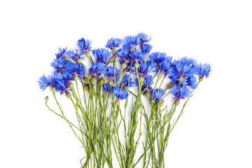 Obraz premium Blue cornflowers layout isolated on white background