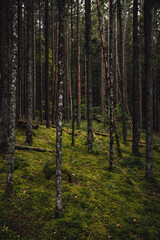 Vertical shot of a forest with a lot of tall trees and greenery