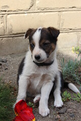 Happy little gray mongrel puppy. Wild nature.