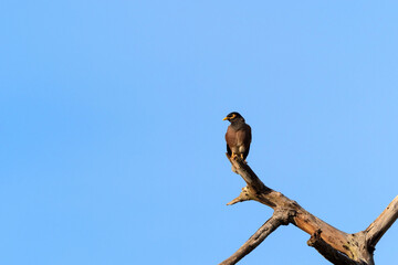 Close up Common Myna Bird Perched on Branch Isolated on Blue Sky with Copy Space