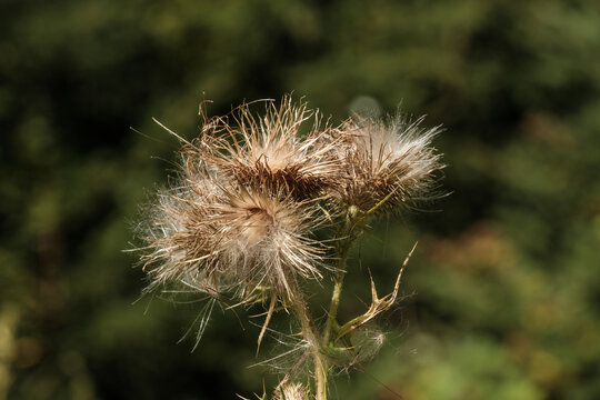 Die flauschige wei&szlig;-beige Bl&uuml;te einer Distel-Pflanze im Wald im Sommer