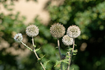 Runde kugelförmige Blüten einer Distel / Wildblume