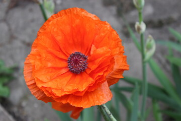 Large beautiful red wild poppy flower. Home garden.