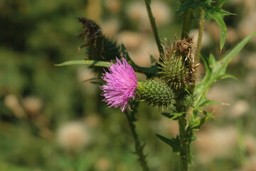 Eine schöne lila rosa farbene Distel-Blüte im Sommer in der Natur