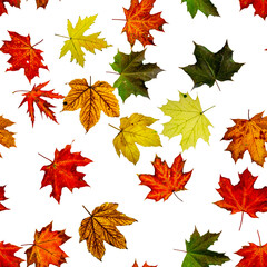 Seamless wallpaper. Autumn yellow red, orange leaf isolated on white. Colorful maple foliage. Season leaves fall background.