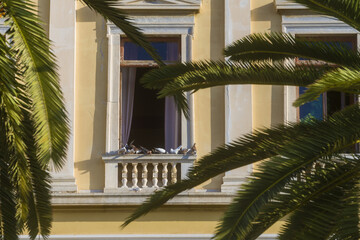  palm tree on a facade of a patrician house in Syros island, Cyclades, Greece